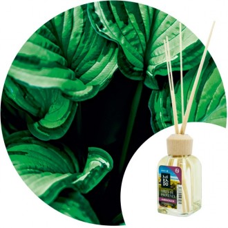 Ambientador Mikado "Clorofila" Essence & soul